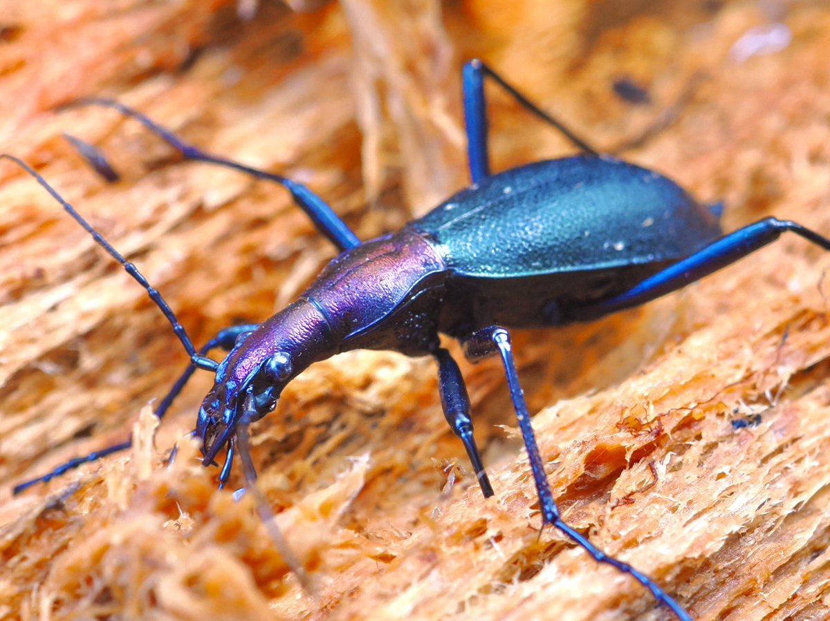 weaponshouwa's tweet image. 材中の湿度でまだ濡れているマイマイカブリ。
キタカブリはあまりまとまって出てこない印象。