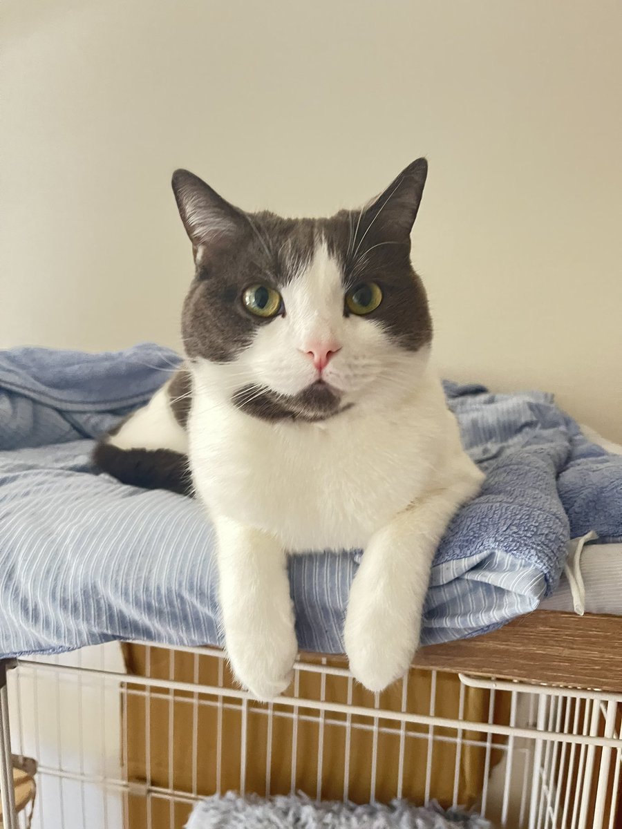 帰ったらなんか可愛いらしいポーズで待ってたぶんた( ΦωΦ )

グランドシート庭に干し始めたらあっという間にこたつの中に隠れるぶんた
=͟͟͞͞(((((ﾉ･ω･)ﾉｻｻｯ

 #猫好きさんと繋がりたい