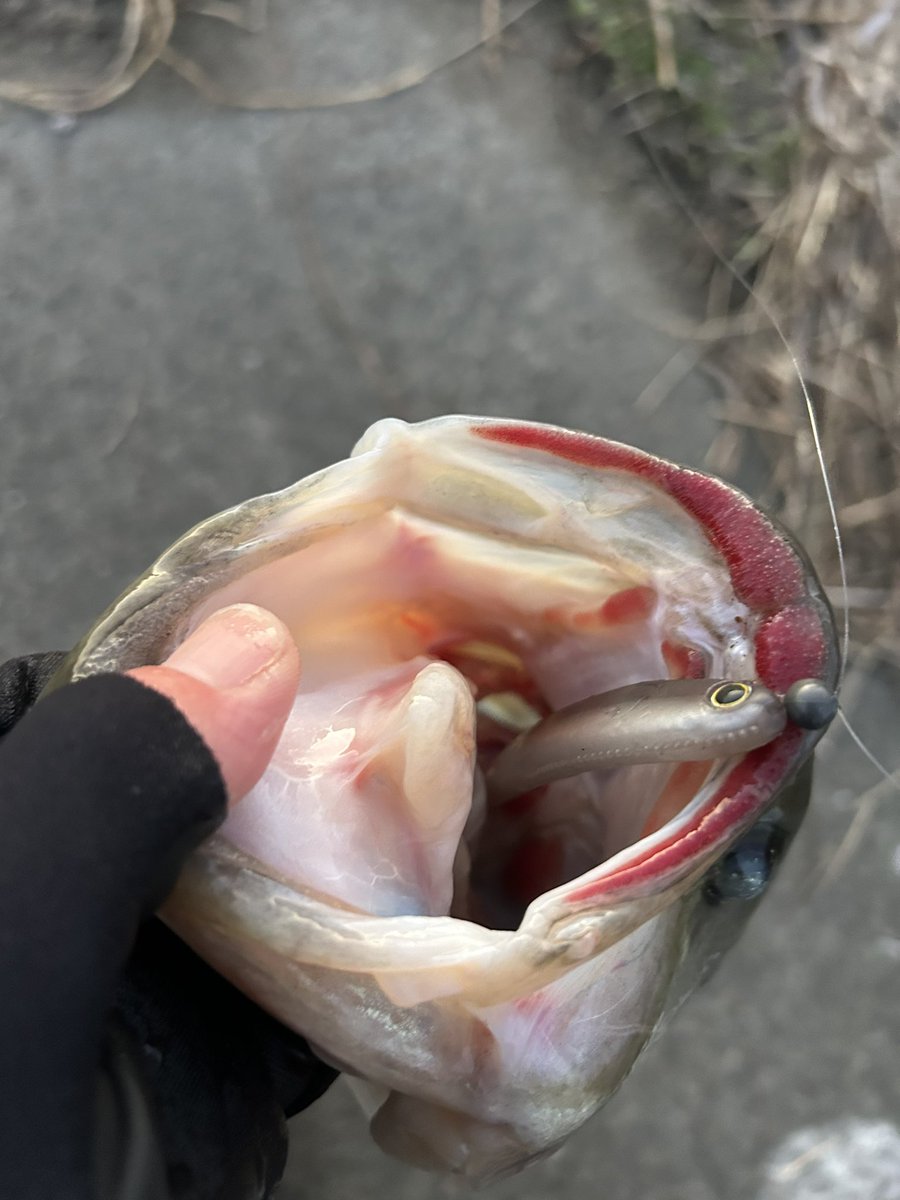 ソフィアさま専用。daiwa モアザンブルーバッカー 楽天市場】【ゆうパケット対応 送料360円 2枚まで同一送料】ピッカー