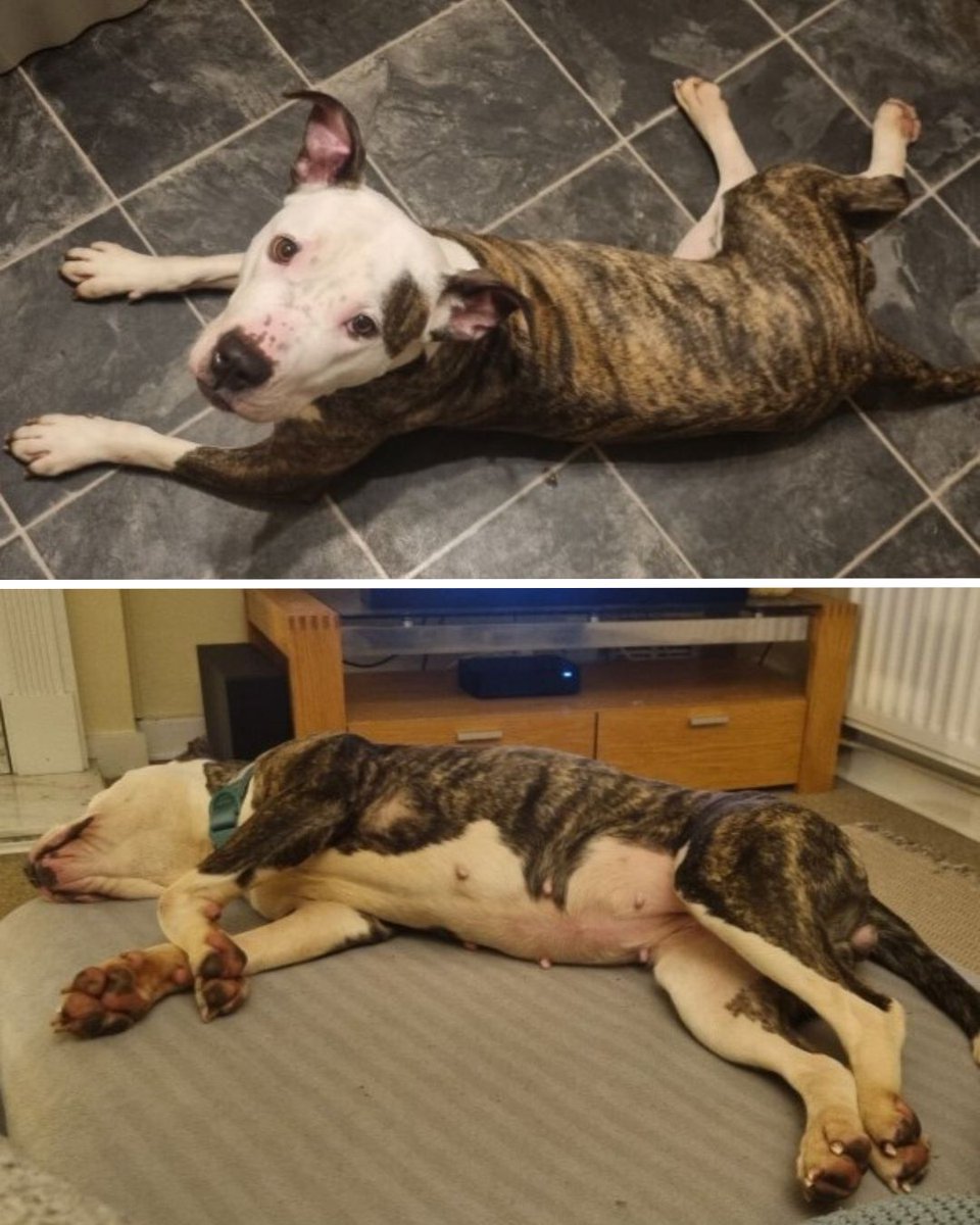 🎉 Our first #WaggyTails of the new year is from gorgeous Margo! Rehomed in October, she’s settling well—loving beach walks, woodland adventures &amp; crate naps 😊 Training is underway &amp; she’s thriving on tasty treats. Already part of the family 💛 #ForeverHome #RescueDog