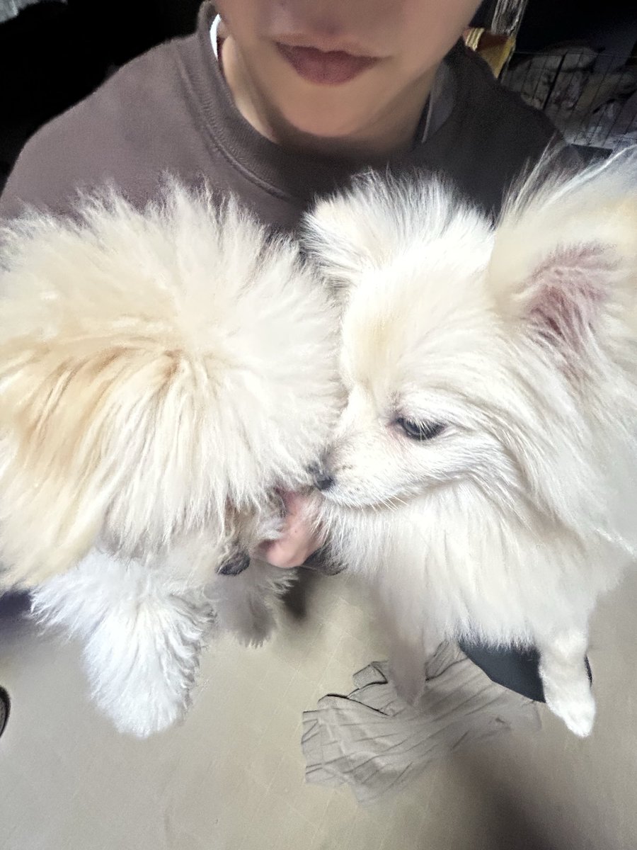 chamocolab22's tweet image. 今日のラヴと福丸🐶
福丸を迎えて、10日位だけど馴染んでくれた‼️でも偉いのは先住犬ラヴだね✨️
ありがとう😊
毎日癒しをありがとう♥️いつかポメフェス行ってみたいね😊
 #ポメラニアン #ポメプー #犬の居る暮らし