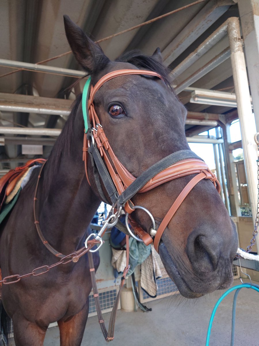 さやま様 乗馬始めしてきました。って、前に乗ってから一週間も経ってないね。朝