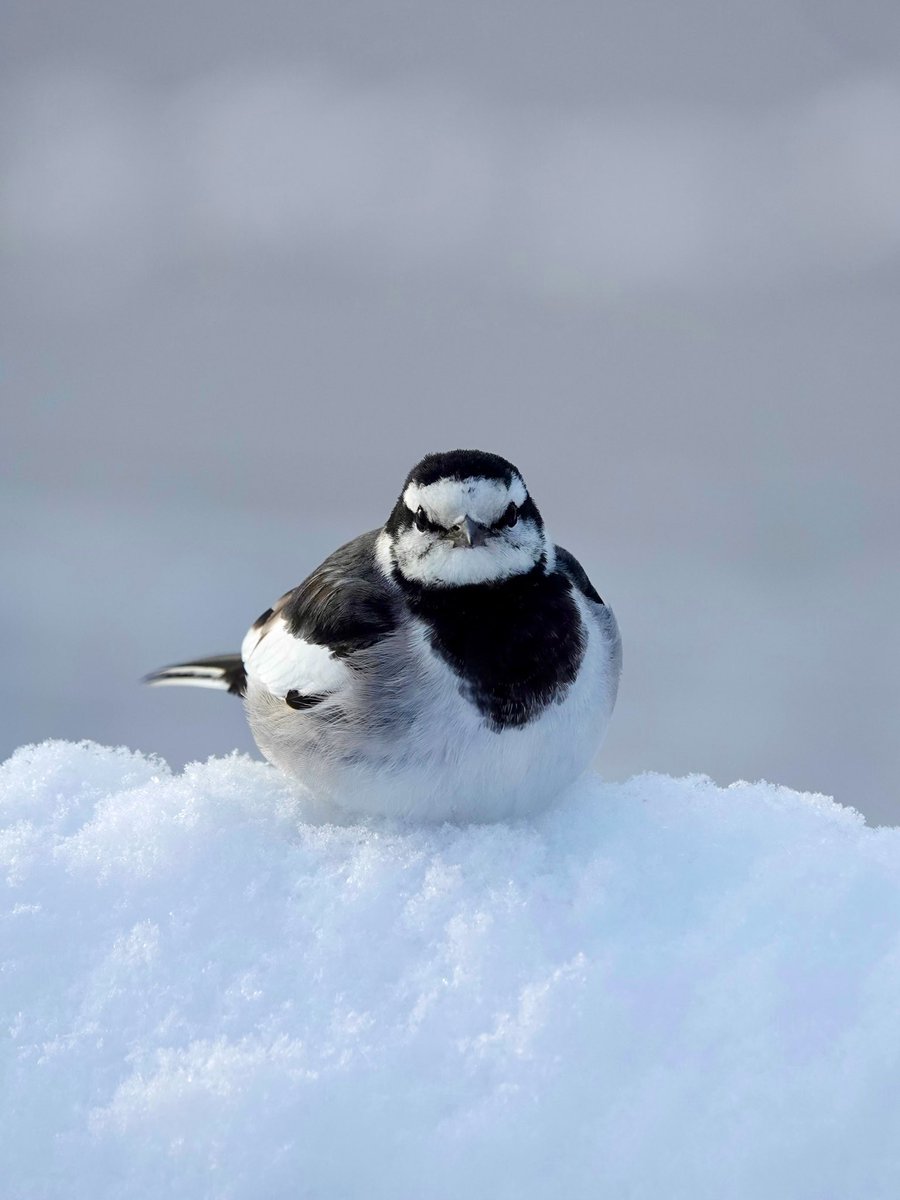 coririn007's tweet image. 雪だるま…？⛄️
#ハクセキレイ