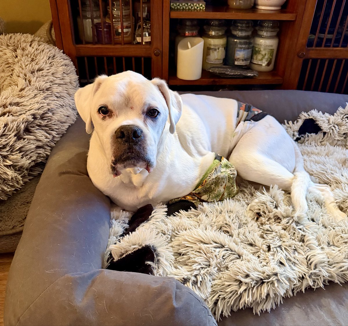𝘿𝙖𝙫𝙞𝙙 🏴󠁧󠁢󠁥󠁮󠁧󠁿 Boxer Dad 🐶🐶🐶🙌🏻 tweet media
