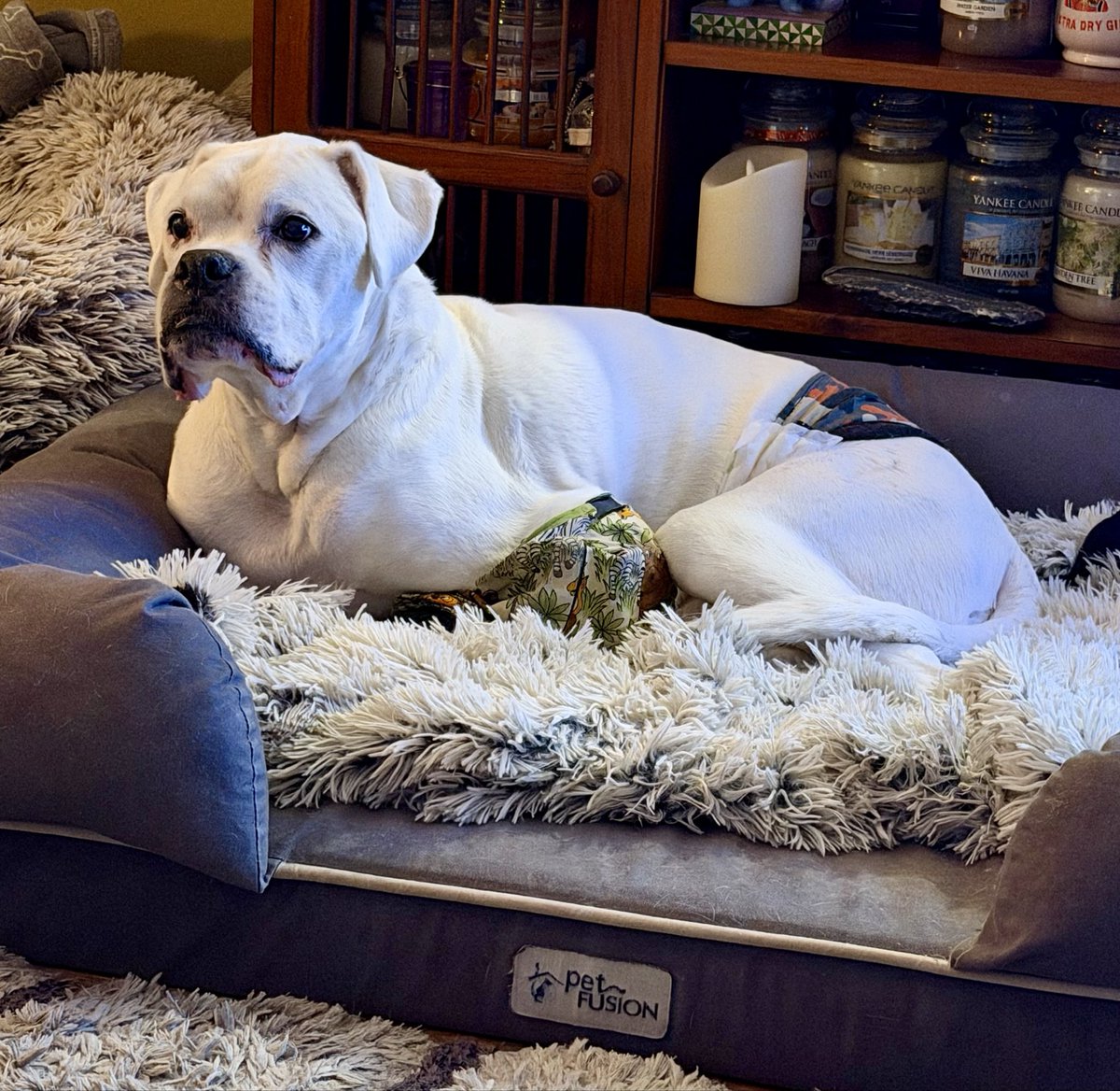 𝘿𝙖𝙫𝙞𝙙 🏴󠁧󠁢󠁥󠁮󠁧󠁿 Boxer Dad 🐶🐶🐶🙌🏻 tweet media