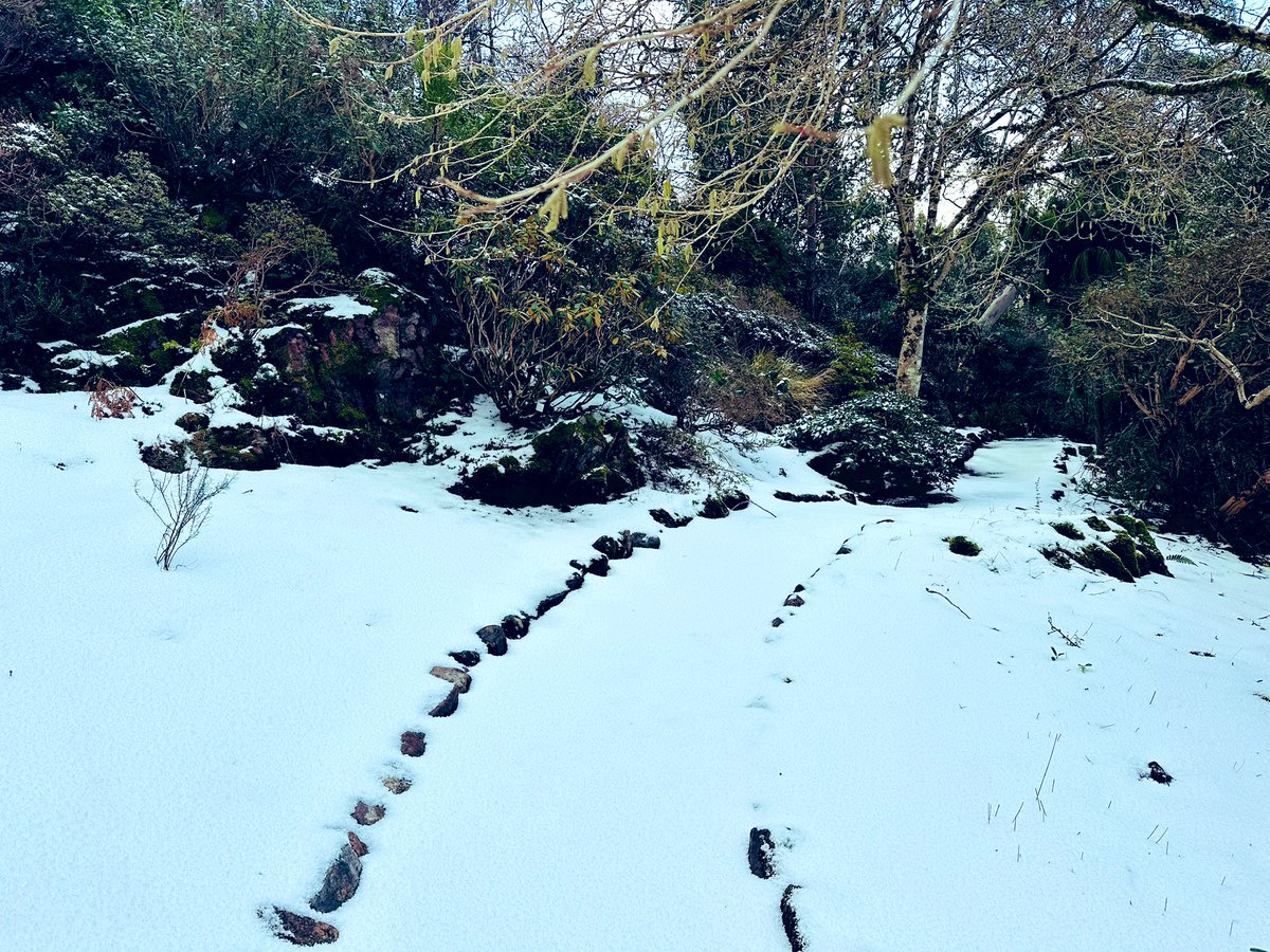 SkylarkArtist's tweet image. Poppy first footing at Inverewe…
#snow #Poppy #whippet #footsteps #Inverewe #WesterRoss #ScottishHighlands 
❄️🐕‍🦺🐾🐾❄️