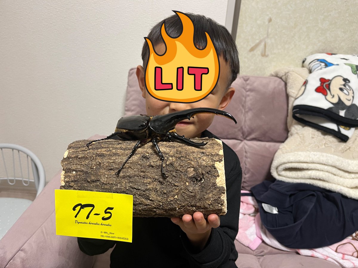 でこ太郎 tweet media