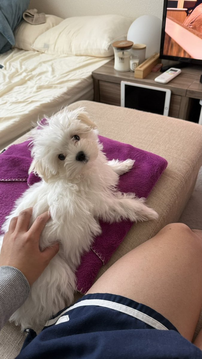 マルチーズ♡ マルチーズ