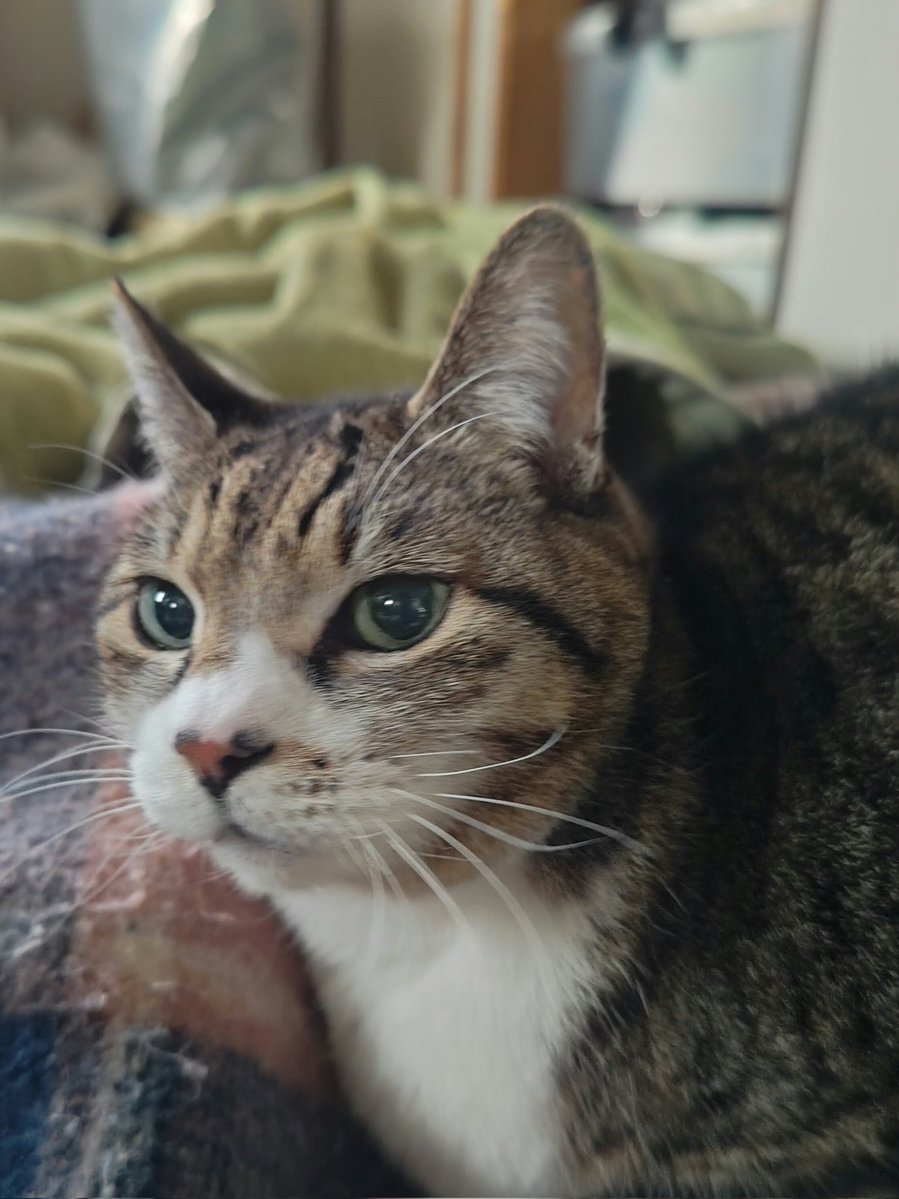 aoisora7878's tweet image. #光GENJI
#7NOTE 
#山本淳一
きのうは雪❄がふりました。
さむくて、ずーーーーっとここにいます。ラジオ📻️がはーじまーるよー「ららららいっ♪」→する～してください。。。ちい🐱