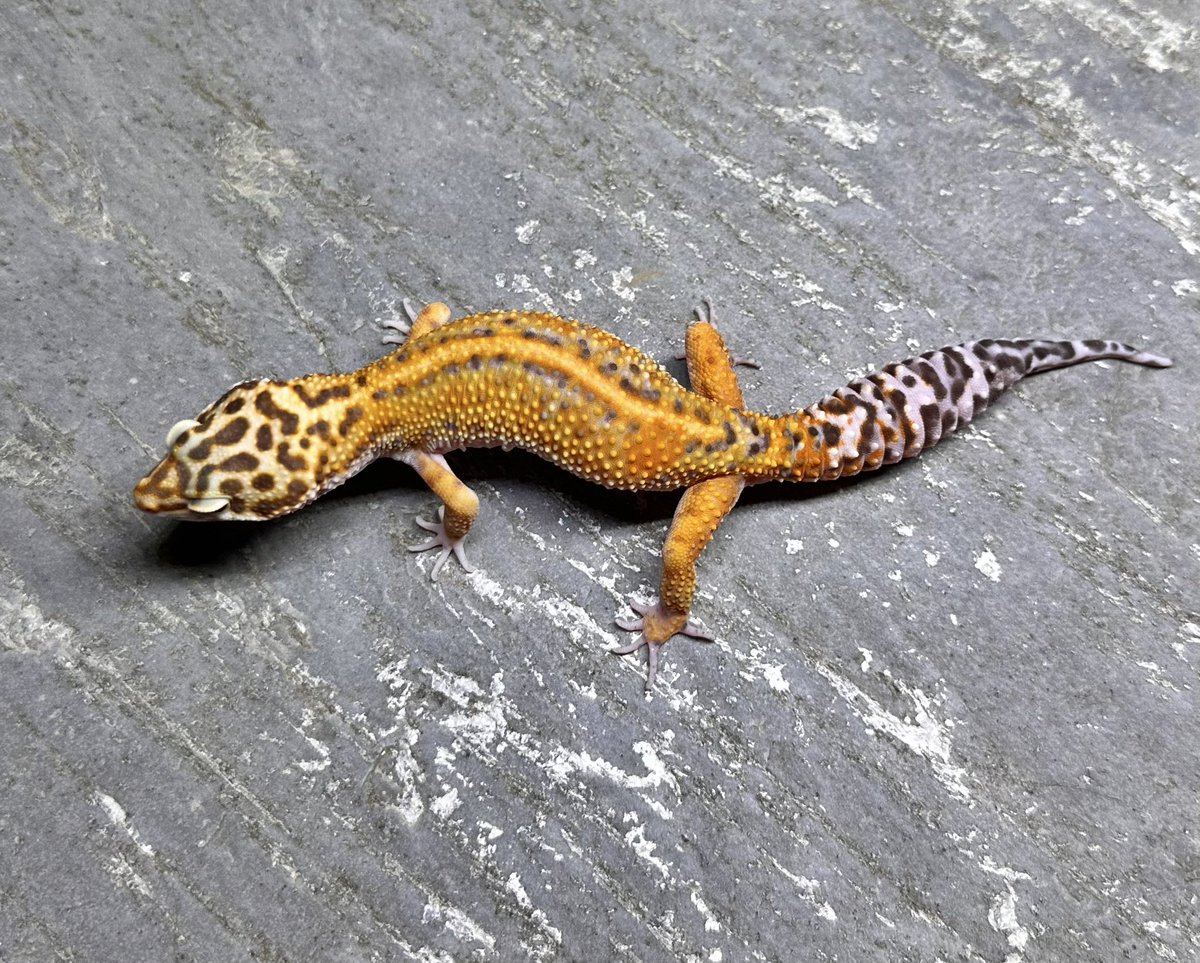 oru_geckos's tweet image. Firebold/Firewater line Tangerine Rainwater from Geckoboa
ホールドバックリリースの個体を購入しました。
W&amp;amp;Yスノーレインとhetレイン
特にメス自分が今まで見た中でも最も美しいな個体です。間に合えば今期？からペアリングを行います。
楽しみ！！！！