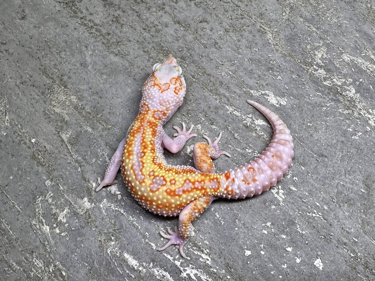 oru_geckos's tweet image. Firebold/Firewater line Tangerine Rainwater from Geckoboa
ホールドバックリリースの個体を購入しました。
W&amp;amp;Yスノーレインとhetレイン
特にメス自分が今まで見た中でも最も美しいな個体です。間に合えば今期？からペアリングを行います。
楽しみ！！！！