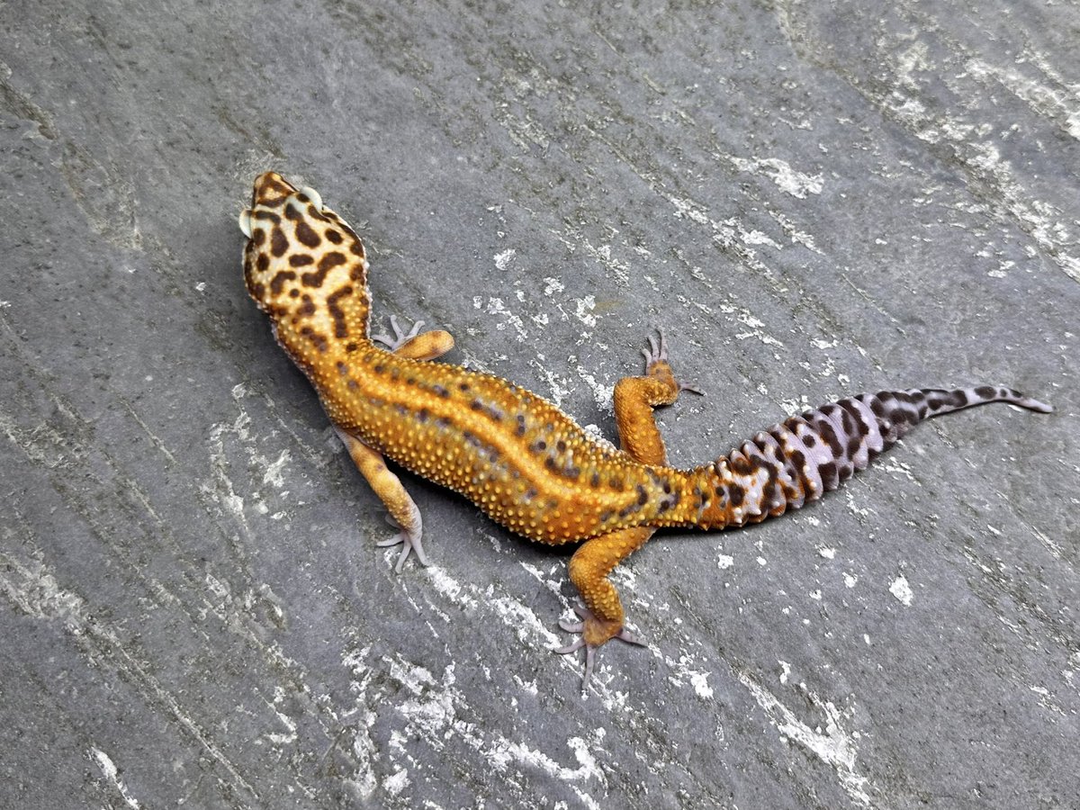 oru_geckos's tweet image. Firebold/Firewater line Tangerine Rainwater from Geckoboa
ホールドバックリリースの個体を購入しました。
W&amp;amp;Yスノーレインとhetレイン
特にメス自分が今まで見た中でも最も美しいな個体です。間に合えば今期？からペアリングを行います。
楽しみ！！！！