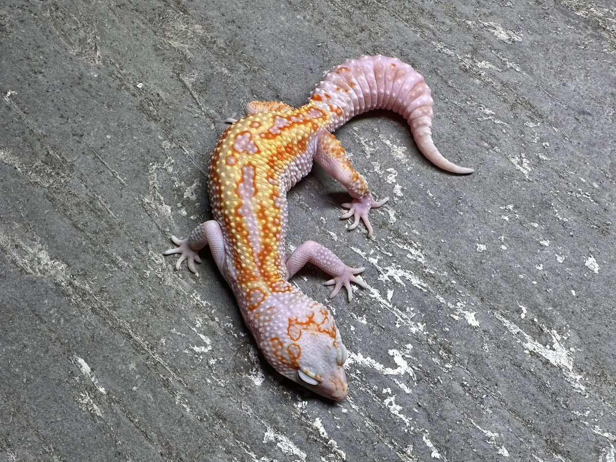 oru_geckos's tweet image. Firebold/Firewater line Tangerine Rainwater from Geckoboa
ホールドバックリリースの個体を購入しました。
W&amp;amp;Yスノーレインとhetレイン
特にメス自分が今まで見た中でも最も美しいな個体です。間に合えば今期？からペアリングを行います。
楽しみ！！！！