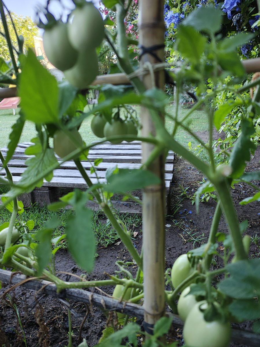 Buen día... aquí estamos...con los tomates a full en la mini huerta! 
Que sea un #BuenDomingo para todos!💗🍀
