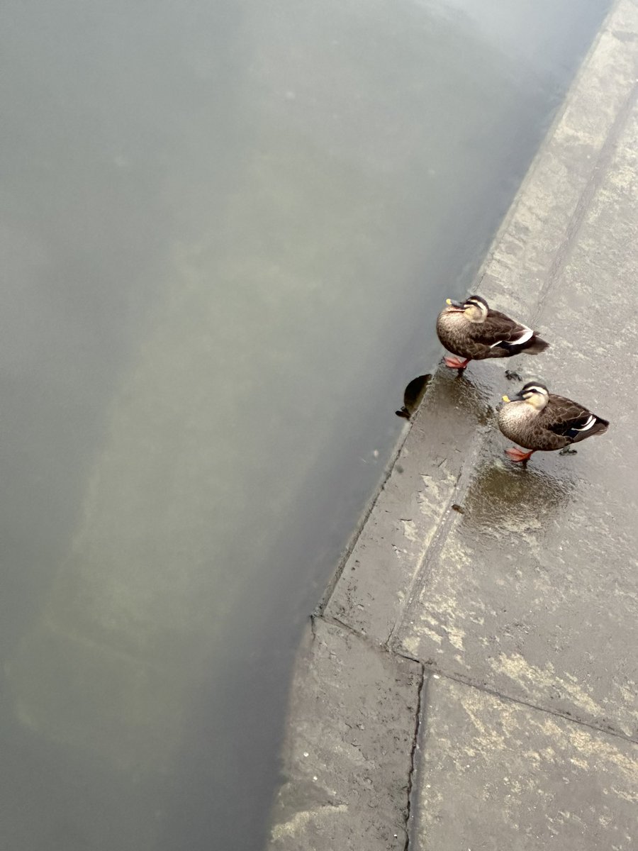 金欠すぎてウイスキー離れしてしまっている…😂
2025年楽しいことも悲しいこともたくさんあったけど2026年はもっと楽しい年になるといいなぁ
本厄こわいけどなんとかのりきろー笑