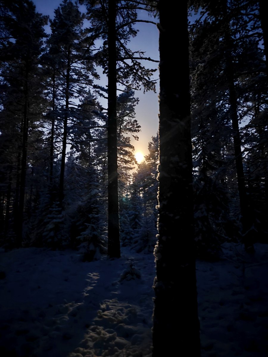 Huomenta ☺️ kuun loisteessa aamuinen metsälenkki