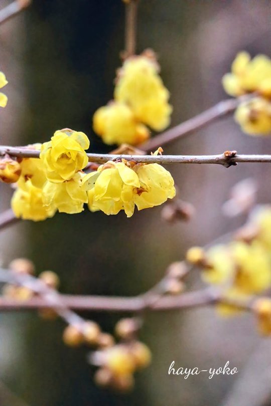 Shadowmoveup's tweet image. 一簇簇黄