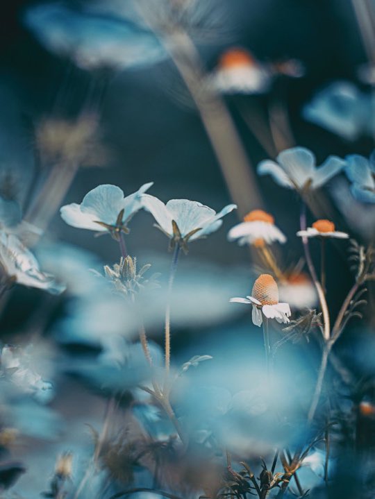 Shadowmoveup's tweet image. 花