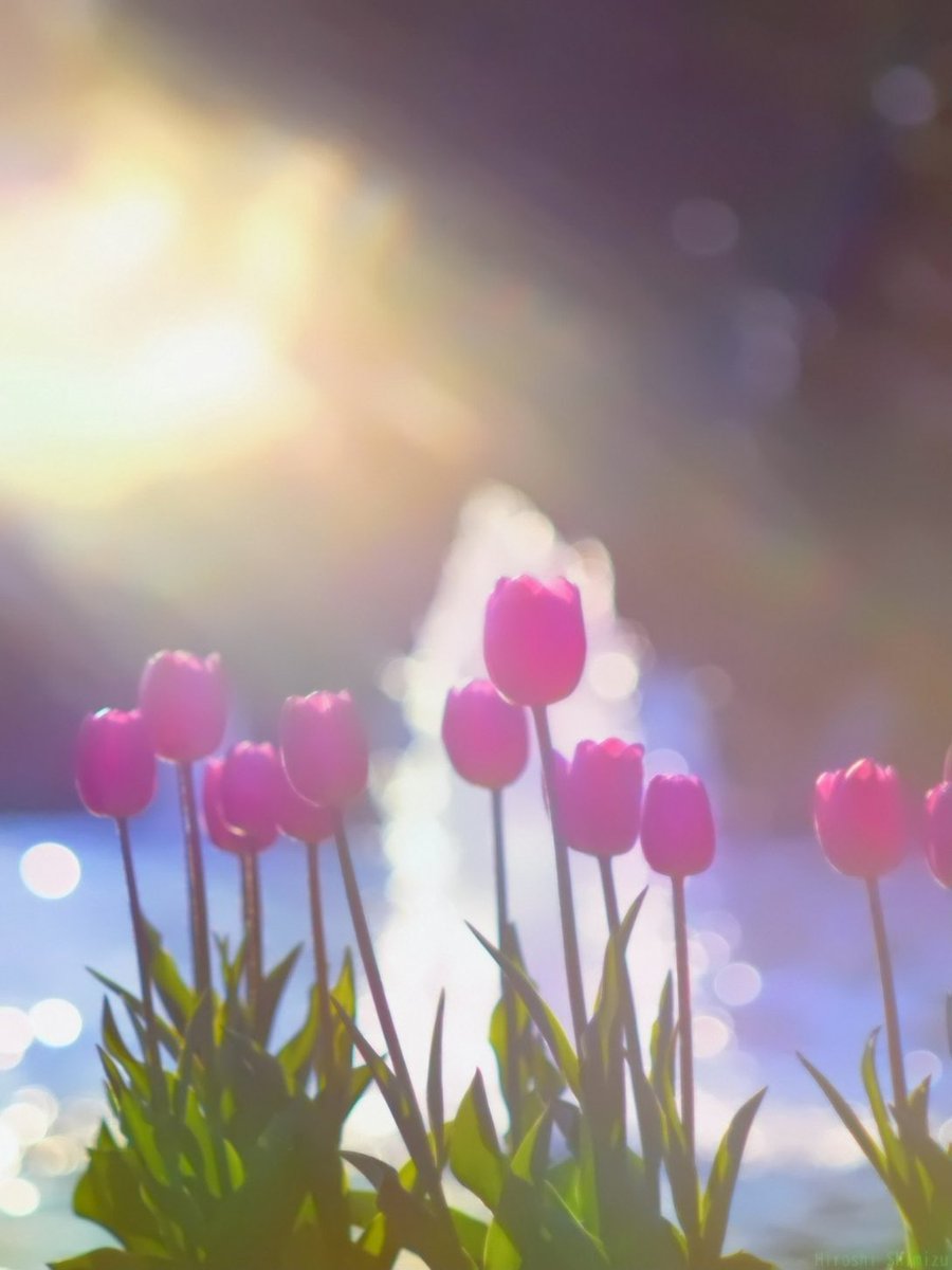 Shadowmoveup's tweet image. 郁金香🌷