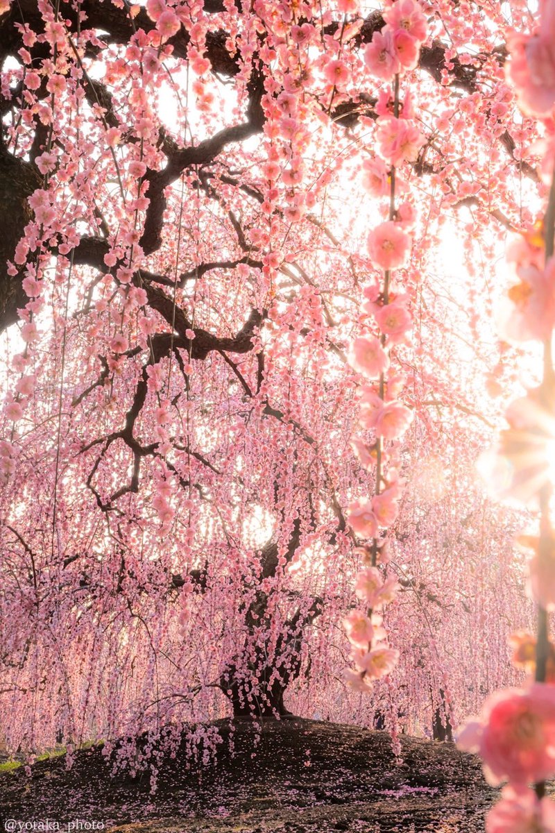 Shadowmoveup's tweet image. 真好看啊