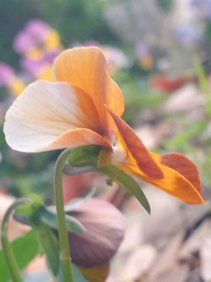 Shadowmoveup's tweet image. 感觉很暖和