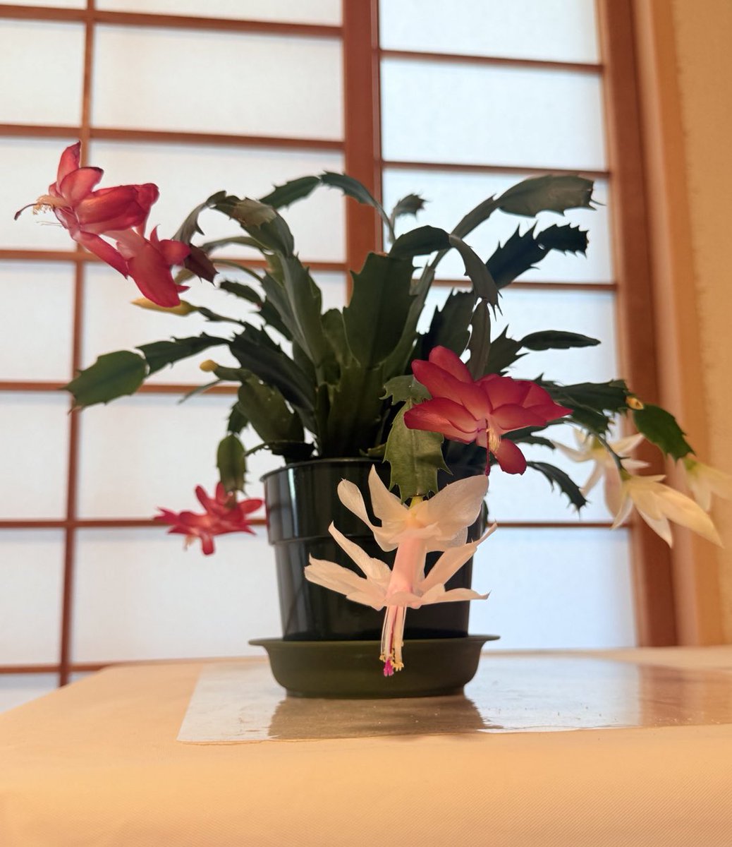 Shadowmoveup's tweet image. 小盆栽