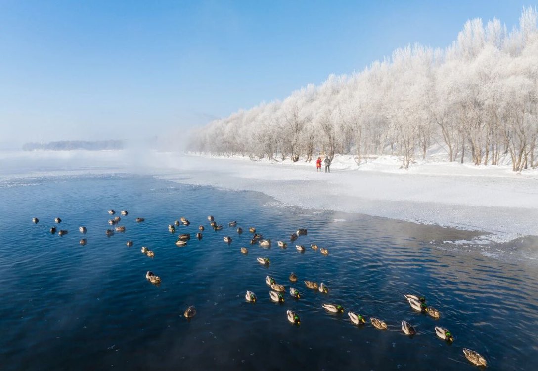 Shadowmoveup's tweet image. 鸭子和雪