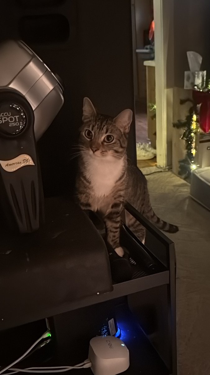 CarolMaite's tweet photo. Nunca me habían llamado la atención los gatos, hasta que conocí a Lio, tqm Lio y como me vas a doler cuando me vaya 🥺 https://t.co/LbpyuwQRaF