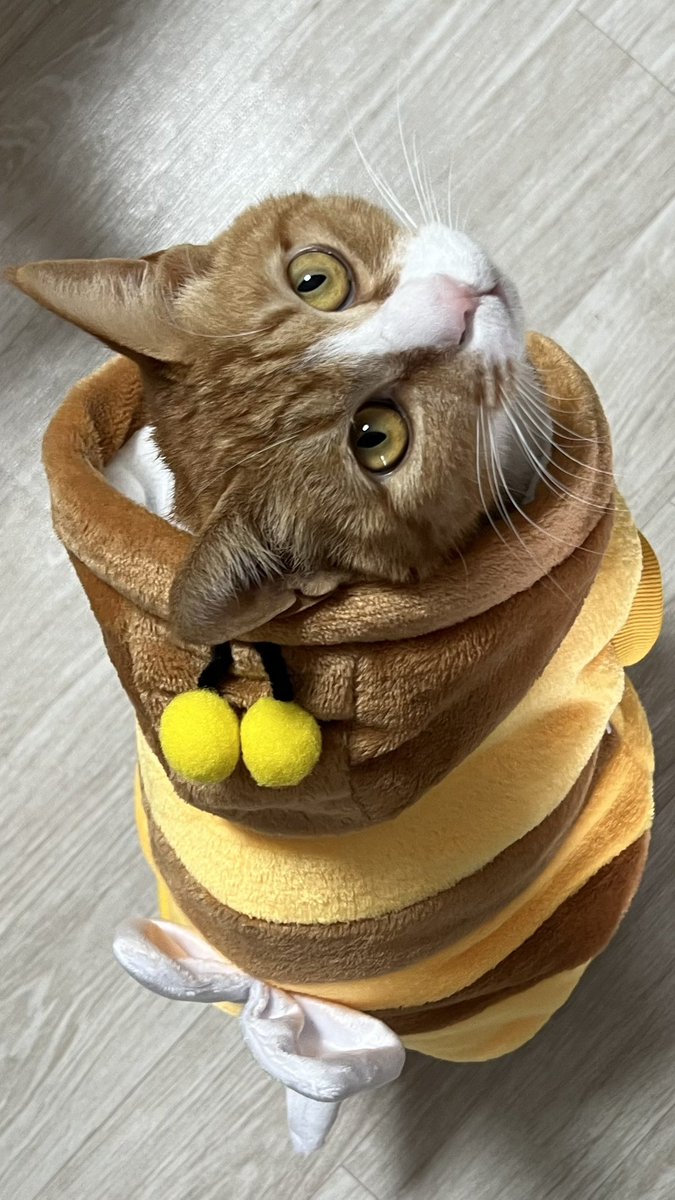 왕꿀벌의 비행(못함, 무거움)