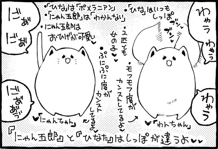 🐈🫶🐕 