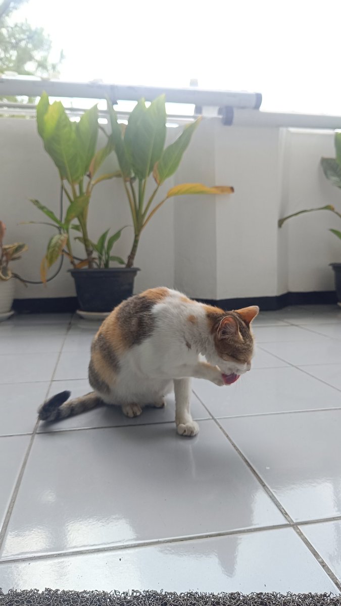 zonefun0's tweet image. nemenin bumil. soalnya dia ditinggal sama lakinya yang haus sama janda seberang.