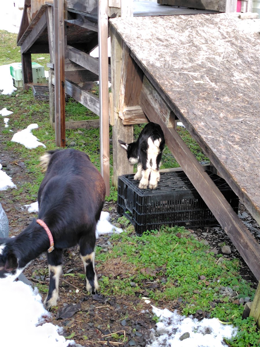 年明けて見に行ったら赤ちゃんがいた。小さかった子が大きくなってた。