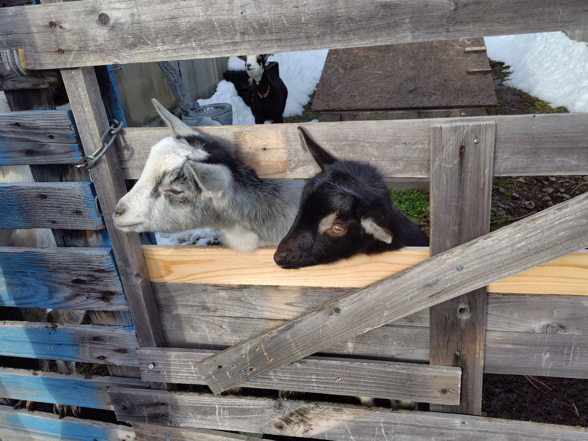 見たことある子 ☆ご成約☆ライブDIO ZX(21)