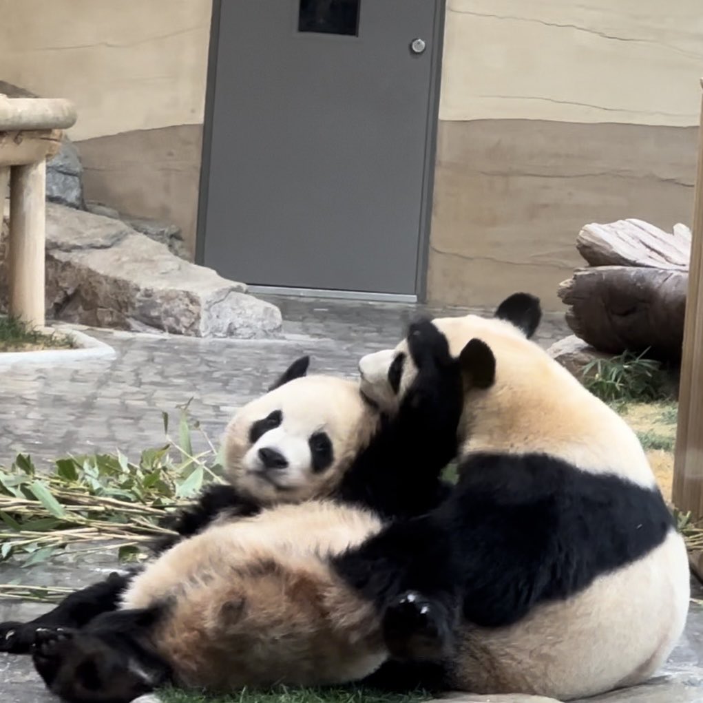 LUKE_パンダ (@0612xiangpanda) / Posts / X