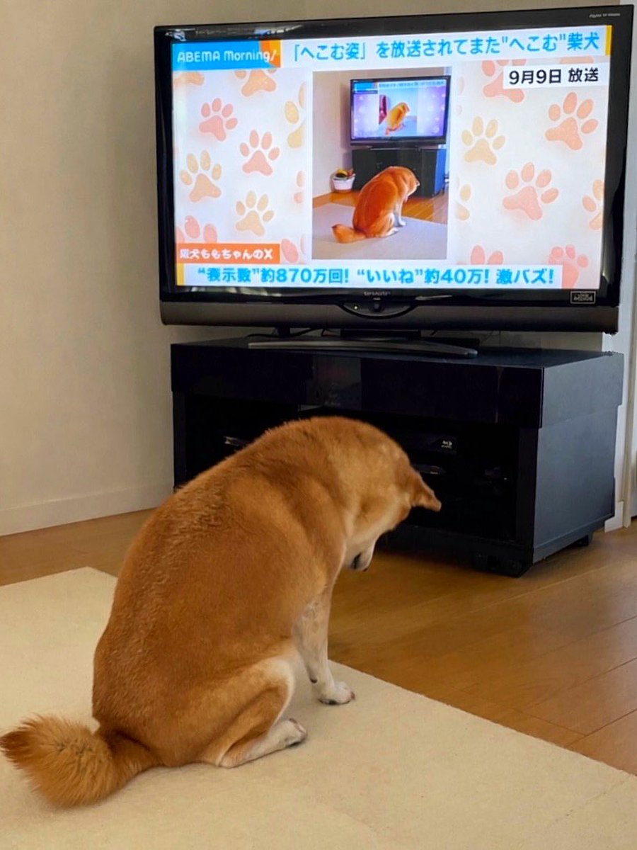 柴犬·͜·♡もも (@momonosekaiii) / Posts / X