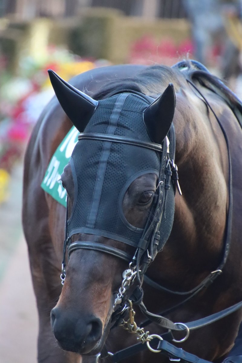 まりる⭐︎ C107戦利品 #C107 戦利品1日目 サークル名「むいねこ」 muiまる先生