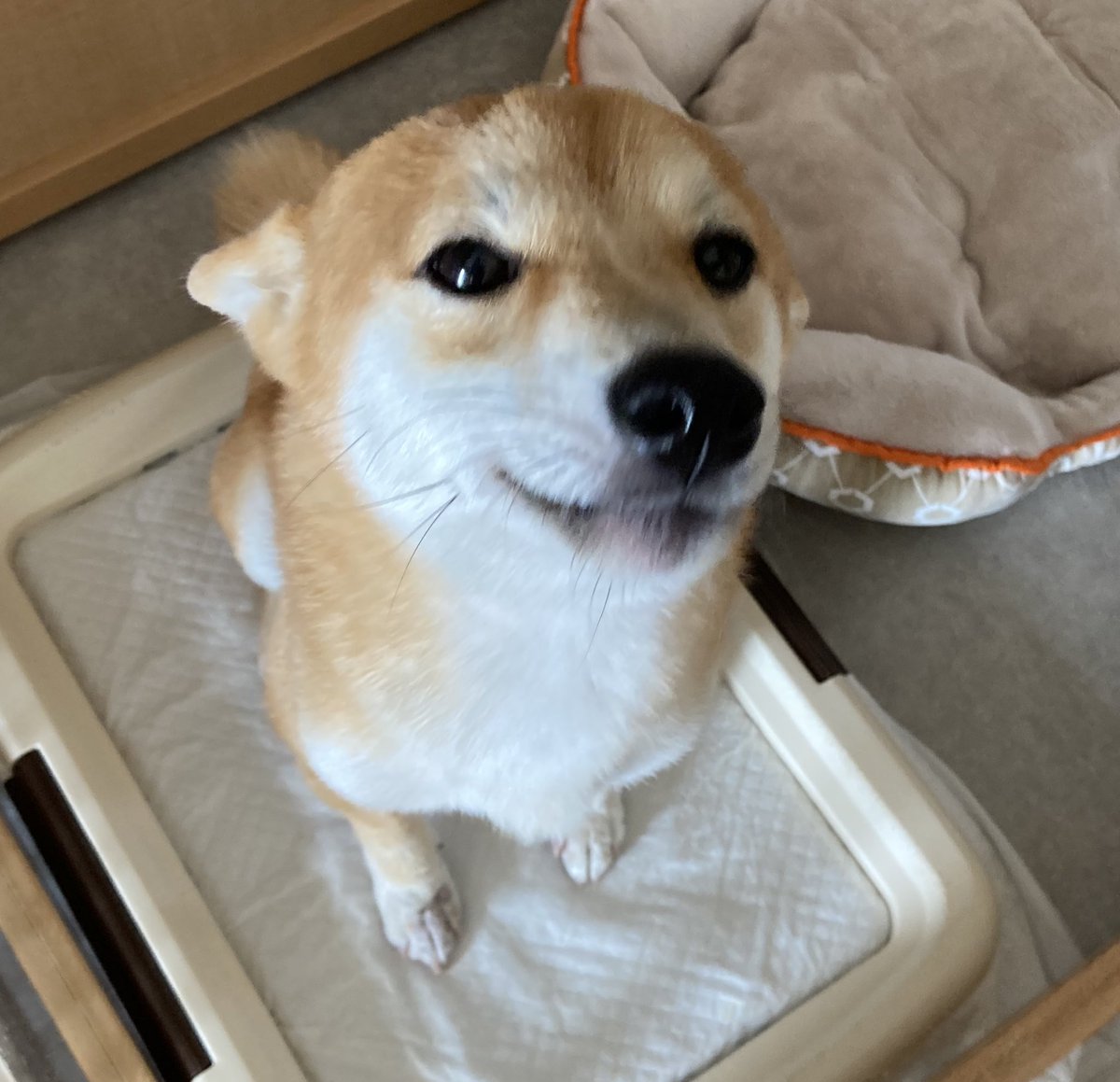 豆柴ちっくん (@mamemamechiku) / Posts / X