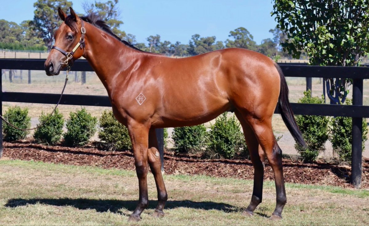 Shadow Hill Th'breds tweet media