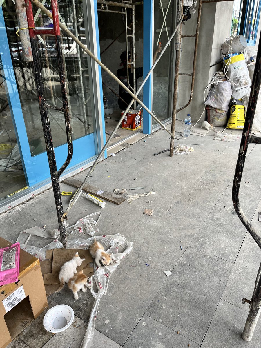 renataocta's tweet photo. Warga bandung pecinta kucing…di ruko paskal 23 deket ruko reddog. Ada ibu kucing dan 7 anak kucing disebelah construction site ruko gitu..siapa tau ada pecinta kucing yang bisa bantu rescue mereka 😿😿😿 #kucing #kucingbandung https://t.co/6RBqwBMWxm