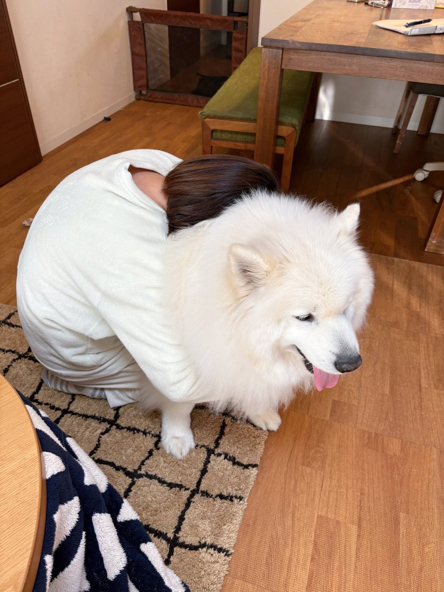 サモエドのサニー (@samoyedsunny) / Posts / X