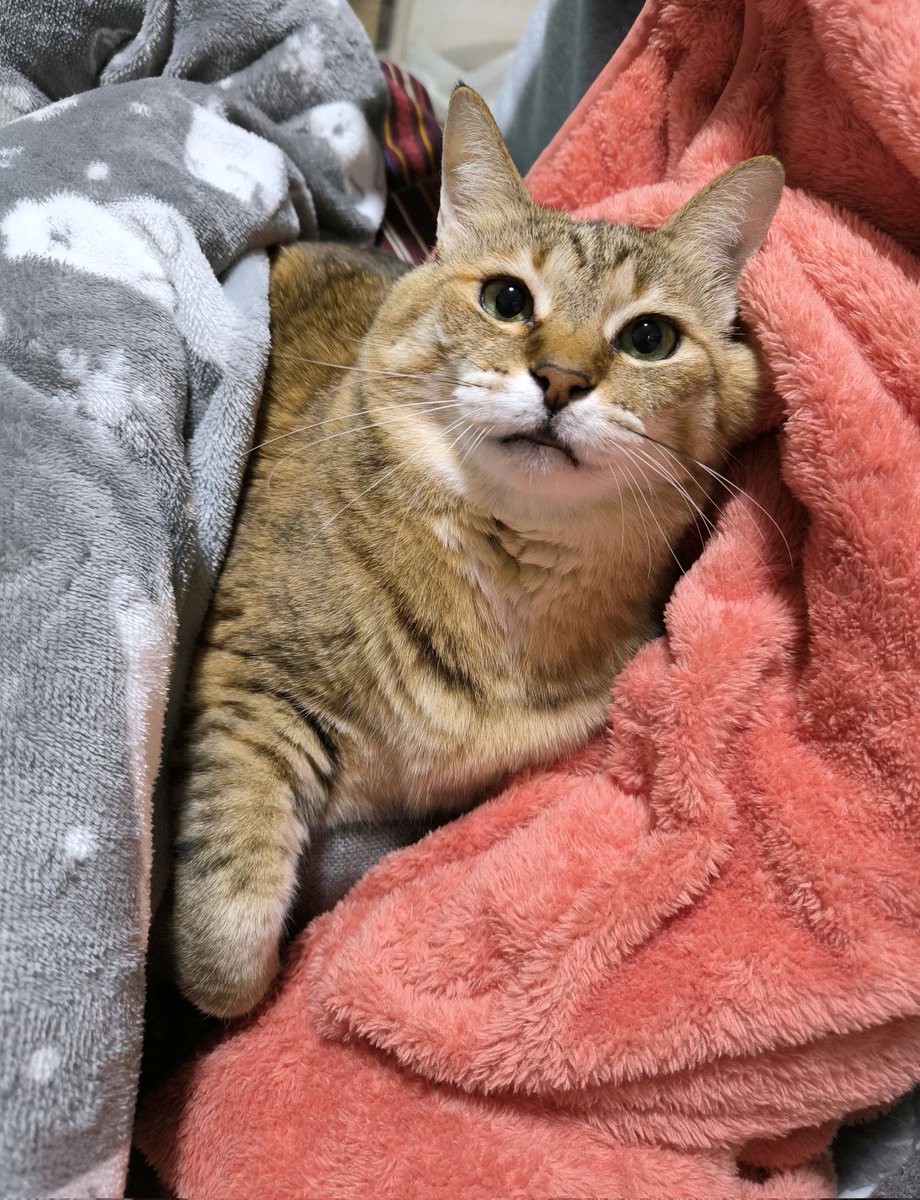 ピピちゃんページ PSA9鑑定済〕ネフェルタリ・ビビ(CS2024/illust:nuisuke)【R】{OP05-086}