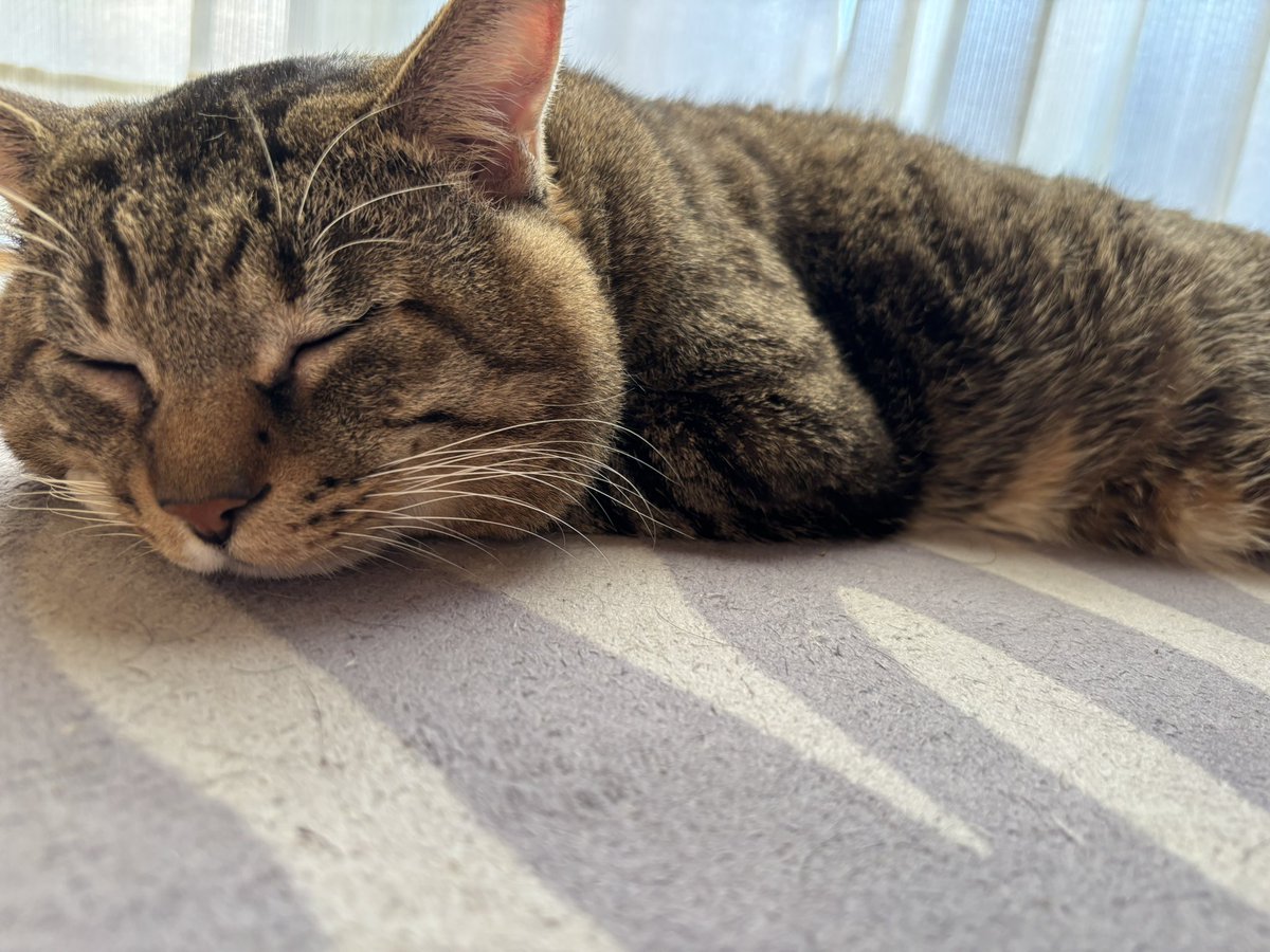 つくねページ つくね (@X_Z_ZX_ZXA) on X