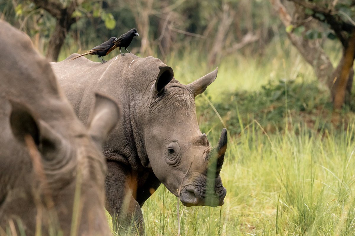 prince_wako's tweet image. History is being made and the books re-edited. Rhinos hold a significant position in the history of Ajai and with them back home, many stories to tell the young generation about culture and how life was back then.
#UWA #NameARhinoUganda #Ajai #ProtectingTheGains @ExploreUganda