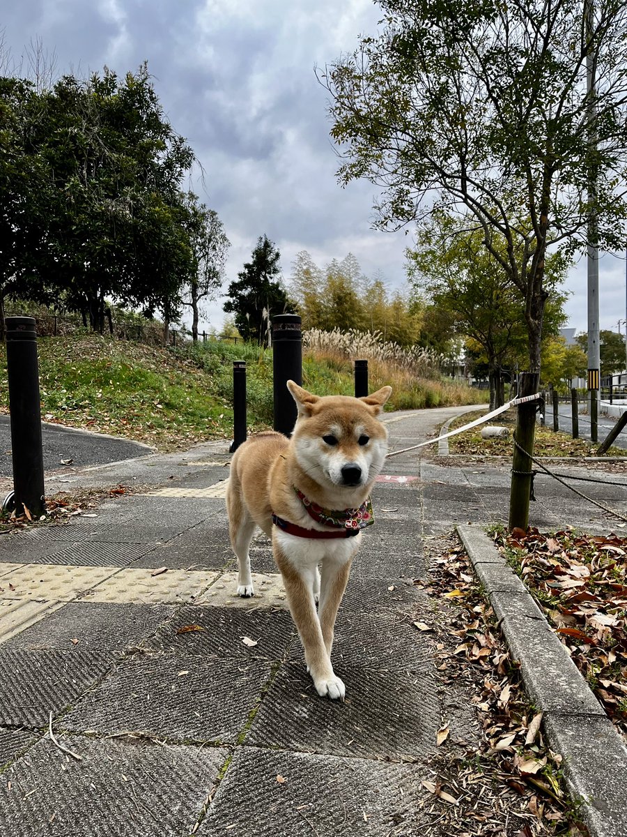 柴犬こめ1歳 (@shibainukome) / Posts / X