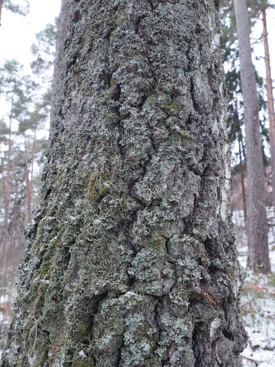 Huomentapäivää täältä. Kylläpäs taas nukutti, kun vahtasin tvtä pitkään illalla. Pakkasta on -10,8°C ja edelleen navakka tuuli pohjoisesta. Lumisadetta on edelleen ennusteessa, kun ei vieläkään ole paljoa. Leppoisaa sunnuntaita.