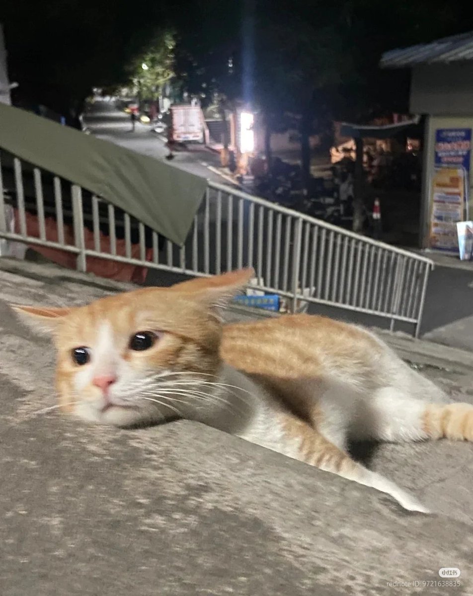 nocontextscats's tweet image. 🥹🥹🥹