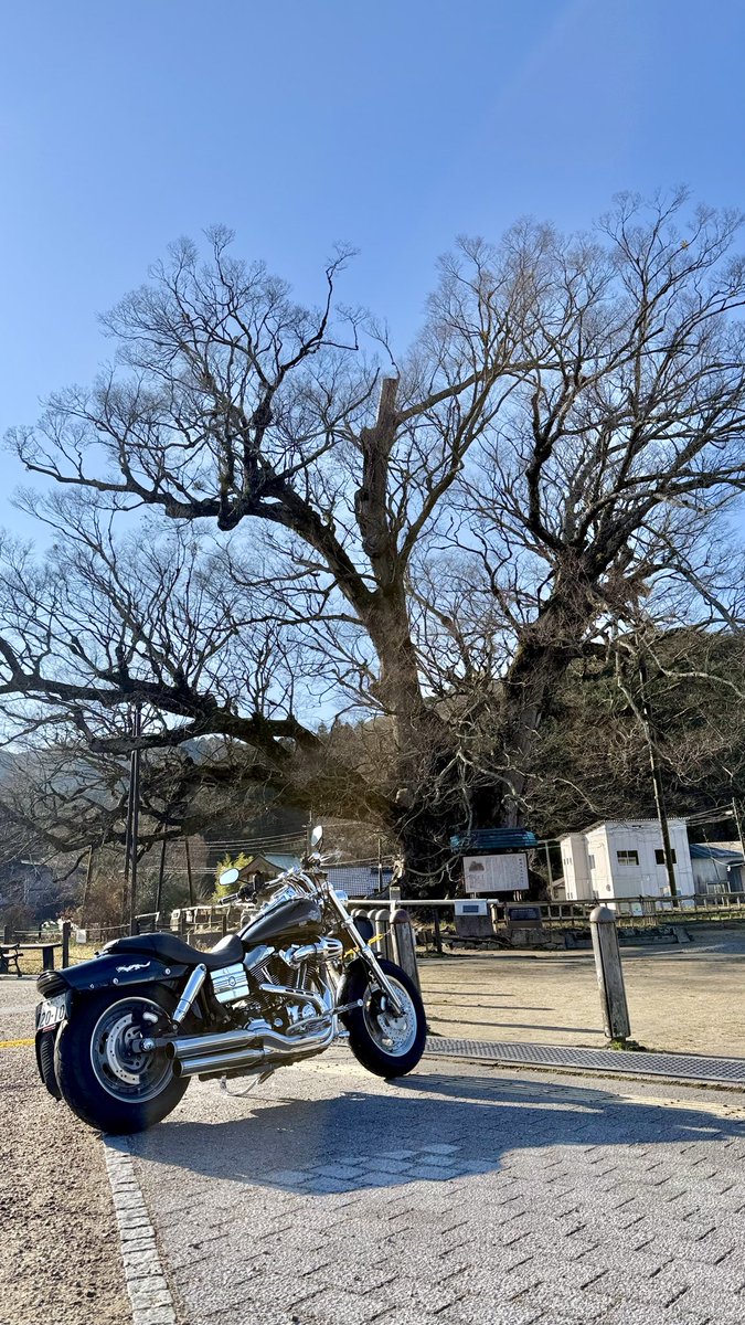 FXDF_FATBOB_BOB's tweet image. 快晴のち曇り空🌥️

初乗りは恒例の
野間の大けやきと
観音様からスタート🏍️💨
その後
路面凍結に気づかず
リヤタイヤ滑ったけど
何とか持ち直した…😌