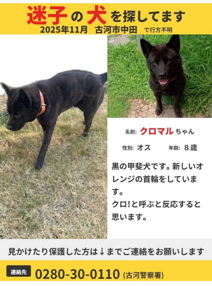 いっぬ しろページ 2025年最新】Yahoo!オークション -ライブディオ zx 車体の