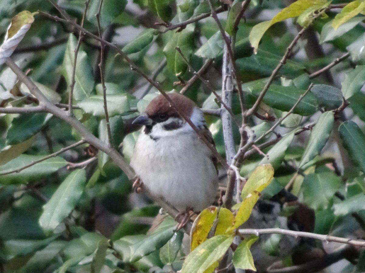 とんちゃんです。 NEEDY GIRL OVERDOSE』超絶最かわてんしちゃんの誕生日を記念した『超