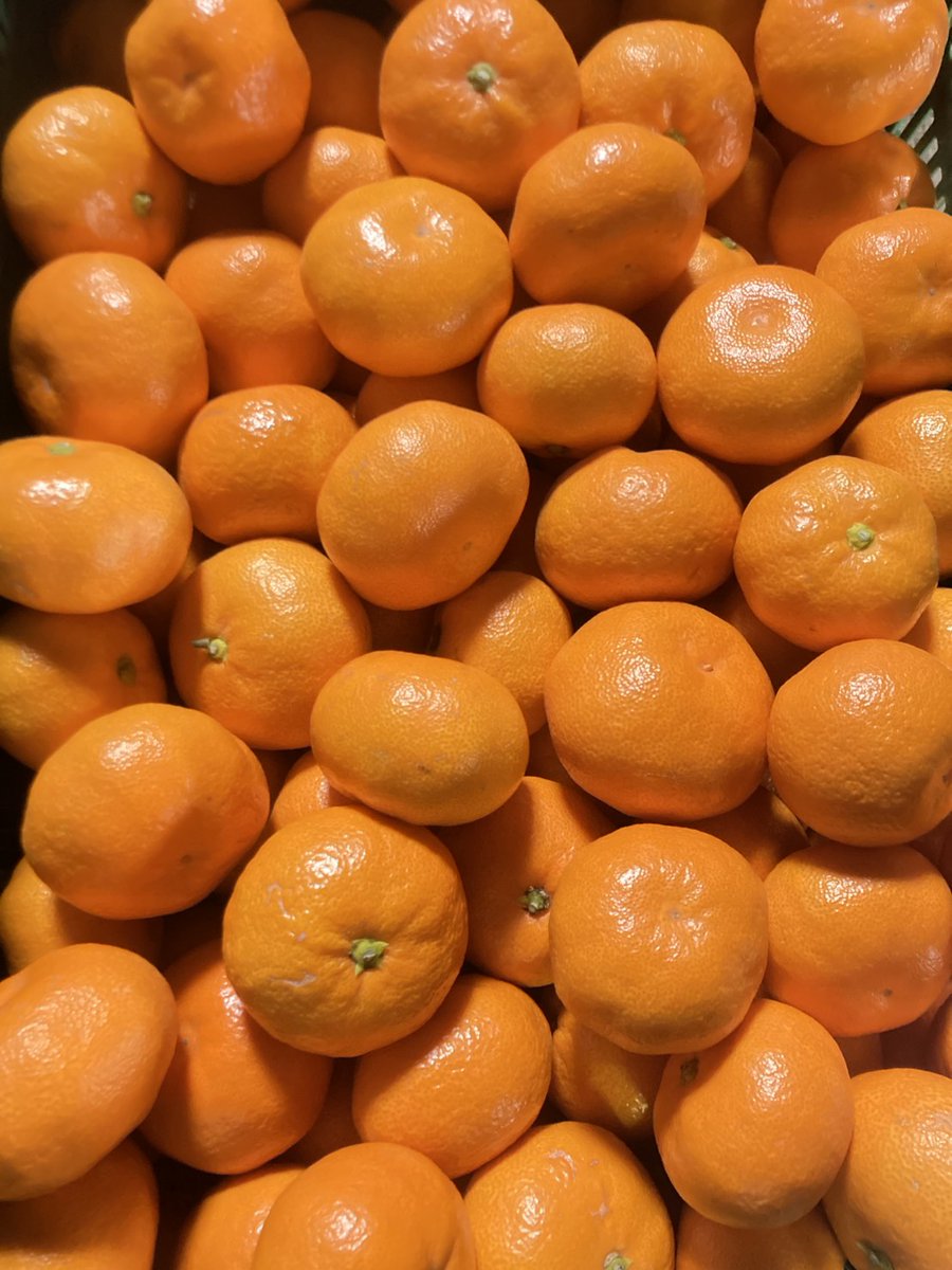 チーボウ (@GcV2m0DFMlxdMxw) / Posts / X